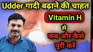 गाय की लेवटी कैसे बढ़ाएं Vitamin H कब दें Cow ki Levati Badhane ke upay     Ramawat