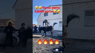 😱😱Адам ұшу деген осыма?😱😱 #compilation #horse #horseriding #war #rek #кокбору #хочу#концовка #финиш