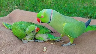 Cute and Funny Talking Parrot Videos Compilation