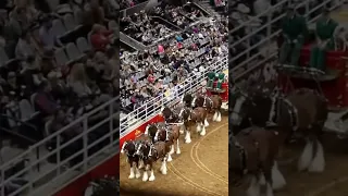 Budweiser Clydesdales accident #remix
