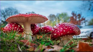 Do Mushrooms Secretly Run The World?