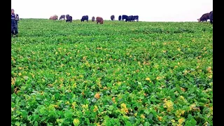 Making a success of outwintering cattle