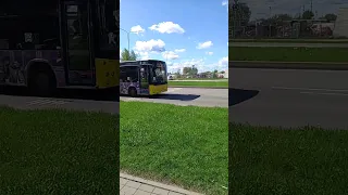 Жёлтый МАЗ. Автобус в городе Пскове. Маршрут: 55