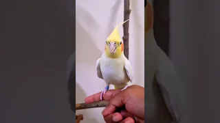 Cute Cockatiel Rio Baby 💛 #cockatiel #parrot #model #rio #shorts #calopsita