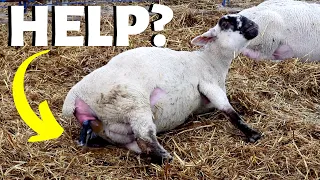 HER FIRST TIME LAMBING!! (should I help her?): Vlog 210