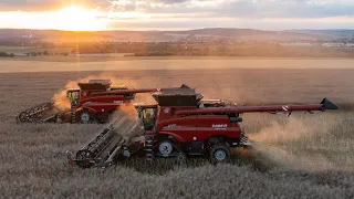 2x CASE IH Axial-Flow 9250 + MacDon FD140 Flexdraper | CANOLA HARVEST | Rostěnice a.s