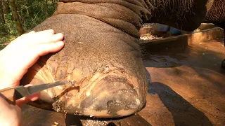 GoPro footage. Elephant Front Left foot abscess trim pt.1of2