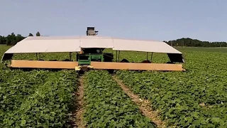 Огурец Гектор видео сбор урожая