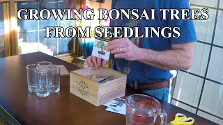 How To Grow Bonsai Trees From Seed