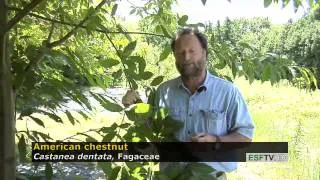 Trees with Don Leopold - American chestnut