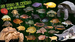 100 TORTUGAS EXÓTICAS DEL MUNDO EN 7 MINUTOS / 100 EXOTIC TURTLES FROM AROUND THE WORLD IN 7 MINUTES