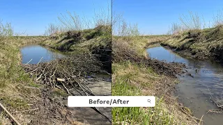 EASY BEAVER DAM REMOVAL. STRAIGHT ON POINT