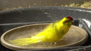 Kakariki - All bird babies go for a bath🛁 + Parents get wet too