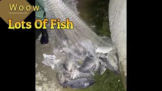 Catching fish on a big lake, How the Fisherman cast a net and caught giant fish