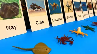 Sea Animal Flashcards with Toys  #shorts