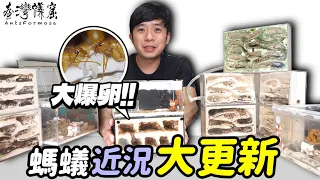 螞蟻們都好嗎？｜增5新成員！首亮相！｜【臺灣蟻窟】