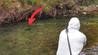 FLY FISHING For SUPER Spooky TROUT in CLEAR Water! 4K [New Zealand]