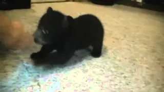 Bear cub Ella's first crawl steps