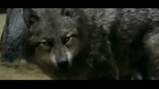 Twilight Wolves- Burn (Nightcore version)
