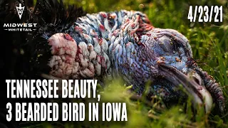 Midwest Whitetail Regional | Tennessee Beauty, Triple Bearded Tom In Iowa