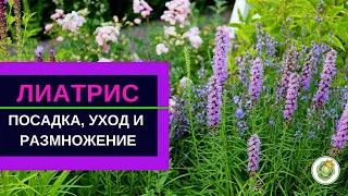 ЛИАТРИС - выращивание, уход и размножение//использование в ландшафтном дизайне