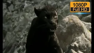 Orman Çocuğu | Mowgli vs Kral Louie Mücadelesi | Klip (8/10) HD