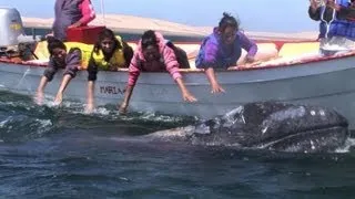 Man meets grey whale off Mexico's northwest coast