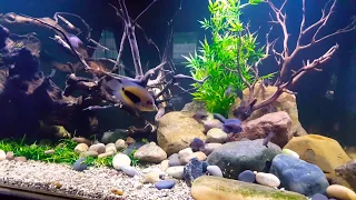 400 gallon UARU AQUARIUM