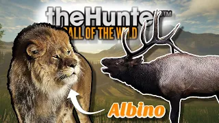 ALBINO Lion and HUGE Rocky Mountain Elk | TheHunter: Call of the Wild