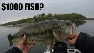 Trying To Catch The Biggest Bass At Smith Mountain Lake (Big Bass Tour)
