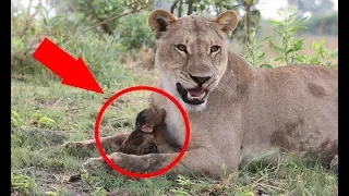 When This Baby Baboon Fell At The Mercy Of A Lion, A Camera Recorded The Cat’s Incredible Rea