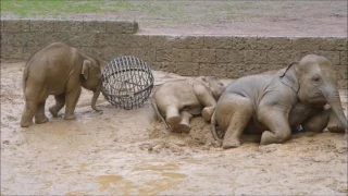 Die Elefanten im Erlebnis-Zoo hannover nehmen ein Schlammbad