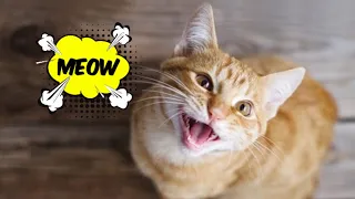 New Funny Animals 2023 😁😁 Funniest Cats and Dogs 😹 Part 6