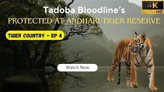 Tadoba's Bloodline: Protected at Andhari Tiger Reserve - EP 4