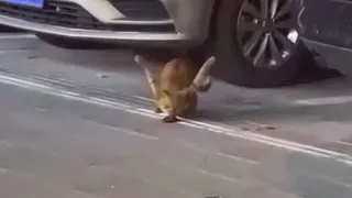 Disabled Stray Cat Holding Its Forelimbs High, Just Trying To Survive