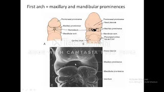 development of pharyngeal arch , pouch and cleft