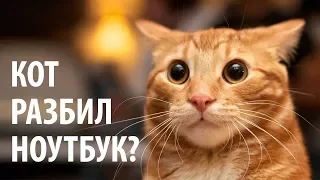 Кот разбил ноутбук?