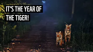 2022 is the Year of the Tiger | WWF Tigers Alive Initiative