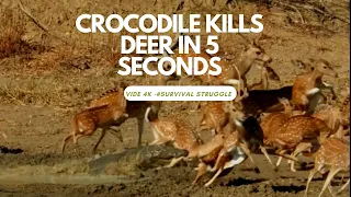 Crocodile kills deer in 5 seconds - vidéo 4k