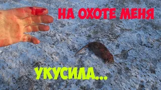 Охота на лису. Охотились на лису а добыли три...