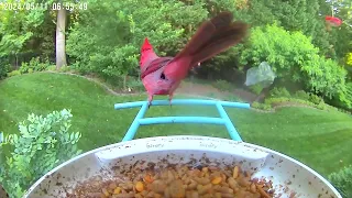 Morning Bird Feeder Camera — May 11, 2024
