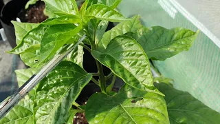 Chilli Devil - Zaštipování horní části rostliny