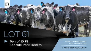 Lot 61: Pen of 10 x PTIC F1 Commercial Speckle Park/Angus Heifers