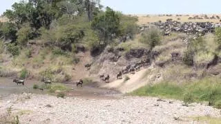 Masai Mara   Gnu  Überquerung anders überlegt