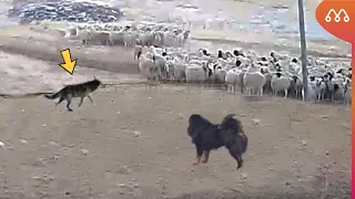 THE WOLF DIDN'T KNOW THAT THE SHEPHERD DOG WAS ON GUARD