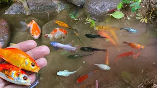 Catch ornamentalfish, koi fish, bettafish, colorfulfish  and millions of other animal