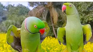 Soo Smooth Conversation Of Talking Parrots Just Like A WoW