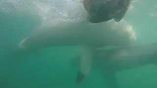 Man Attacked by 2 Large Sharks
