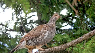 High Country Utah Dusky Grouse Hunting