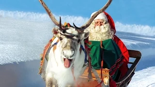 Reindeer of Santa Claus in Lapland Finland - secrets of Father Christmas' reindeer animal video